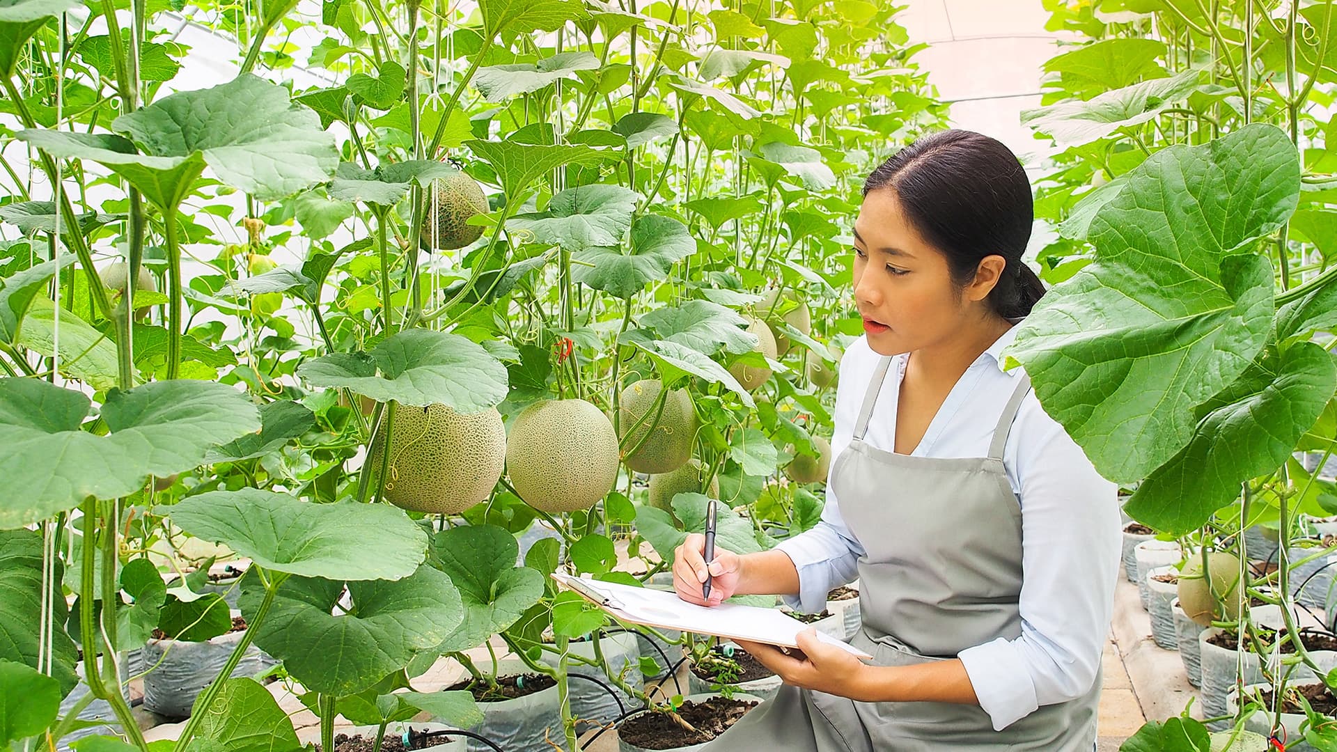 Nữ kỹ thuật viên ghi nhật ký sinh trưởng bên giàn dưa lưới trong nhà màng công nghệ cao
