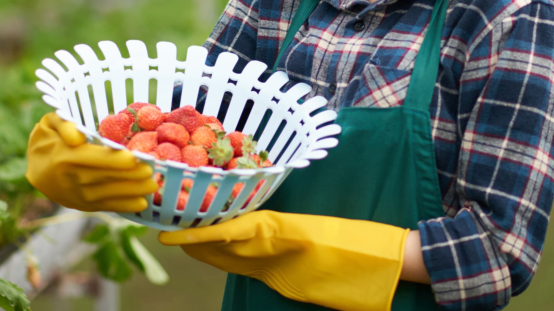 Kỹ thuật nghề Nông nghiệp tại Nhật